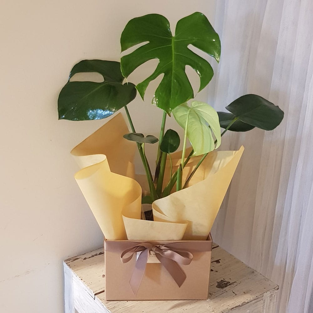 Monstera Deliciosa Plant